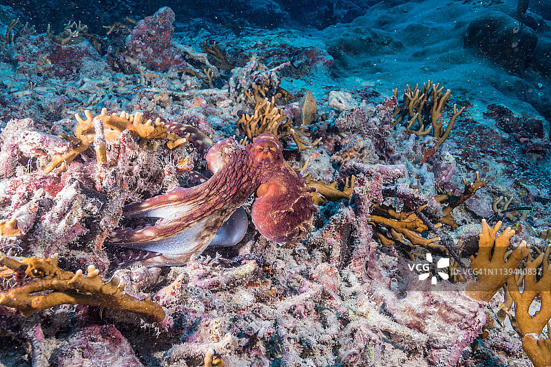 伪装大师：海洋忍者章鱼在珊瑚礁，密克罗尼西亚图片素材
