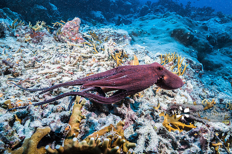 海洋中的忍者：伪装大师，雅浦岛米尔海峡珊瑚礁的章鱼图片素材