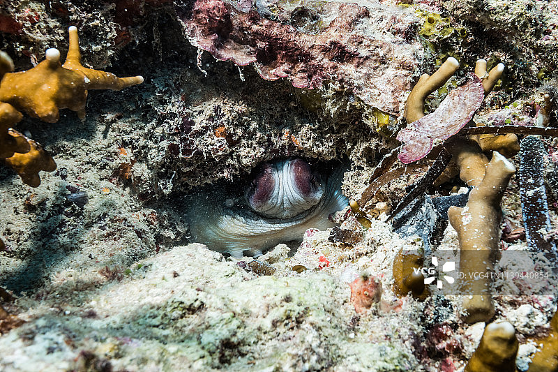 海洋中的忍者：伪装大师，章鱼在珊瑚礁的洞中改变身体颜色，雅浦岛，密克罗尼西亚图片素材