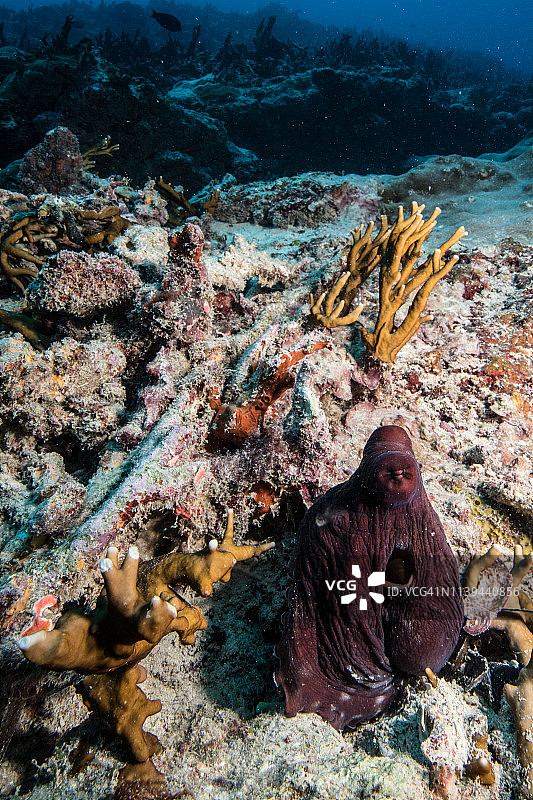 海洋中的忍者：伪装大师，站在珊瑚礁上的章鱼图片素材