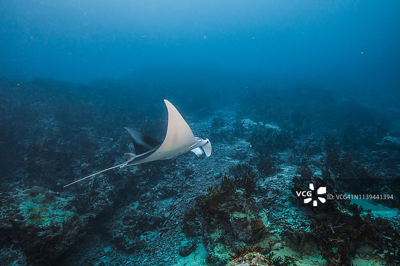 蝠鲼在礁石海域中游弋，雅浦岛，密克罗尼西亚图片素材