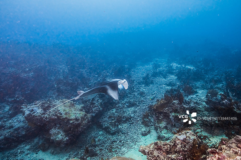 蝠鲼在礁石海域中游弋，雅浦岛，密克罗尼西亚图片素材