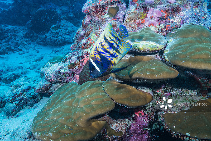 珊瑚礁中的六带刺蝶鱼图片素材
