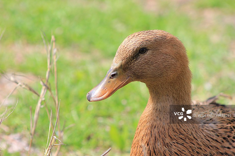 长焦镜头捕捉到的鸭子图片素材