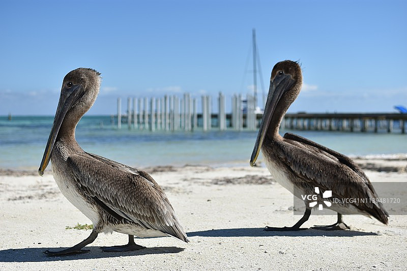 两只鹈鹕在伯利兹同步行走图片素材