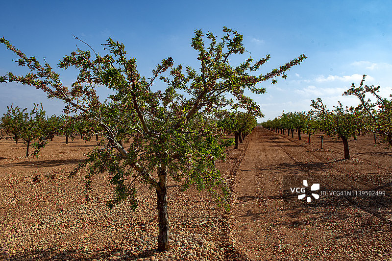 开花末期的年轻杏树田图片素材