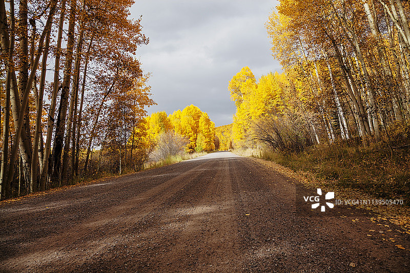 秋季白杨路图片素材