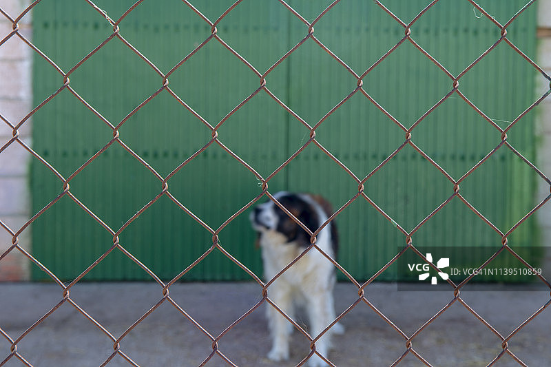 在隔离网后拍摄的照顾农场的马士提夫犬图片素材