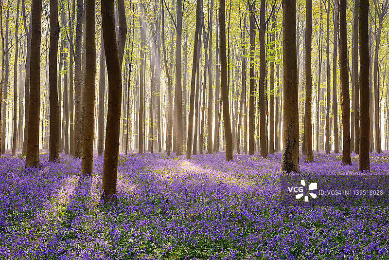 哈勒博斯图片素材