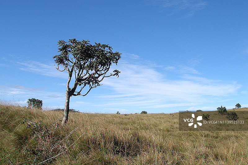 斯里兰卡，田野里有树和蔚蓝天空的风景图片素材