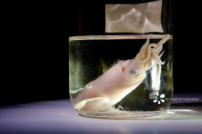 罐装鱿鱼标本图片素材