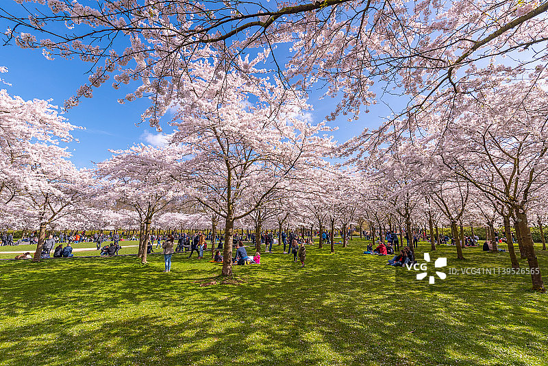 荷兰阿姆斯特尔芬的樱花图片素材