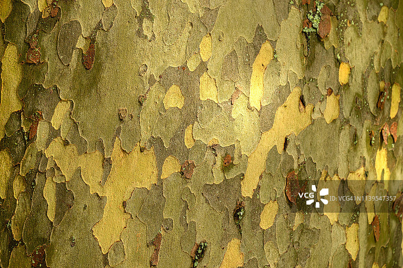 树皮照片图片素材