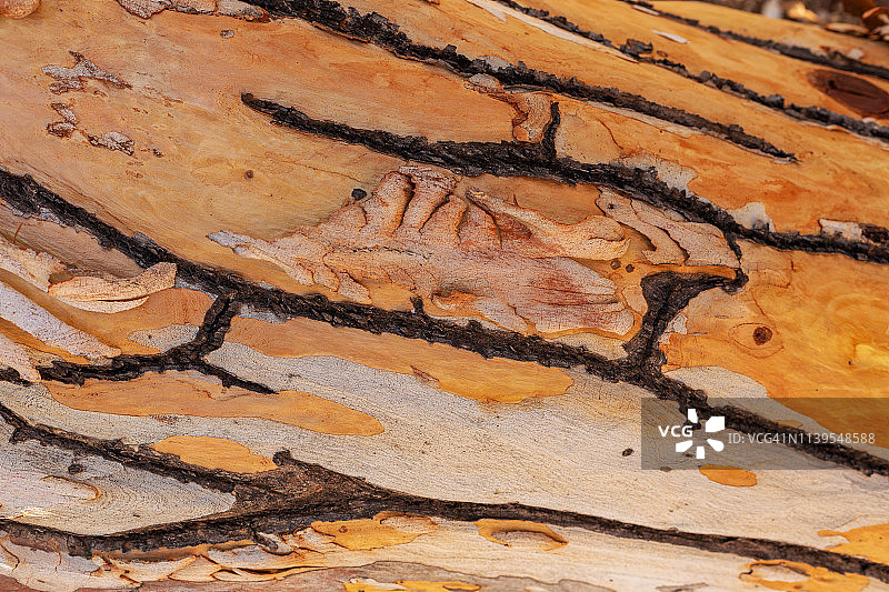 树皮照片图片素材