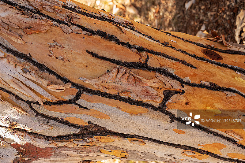 树皮照片图片素材