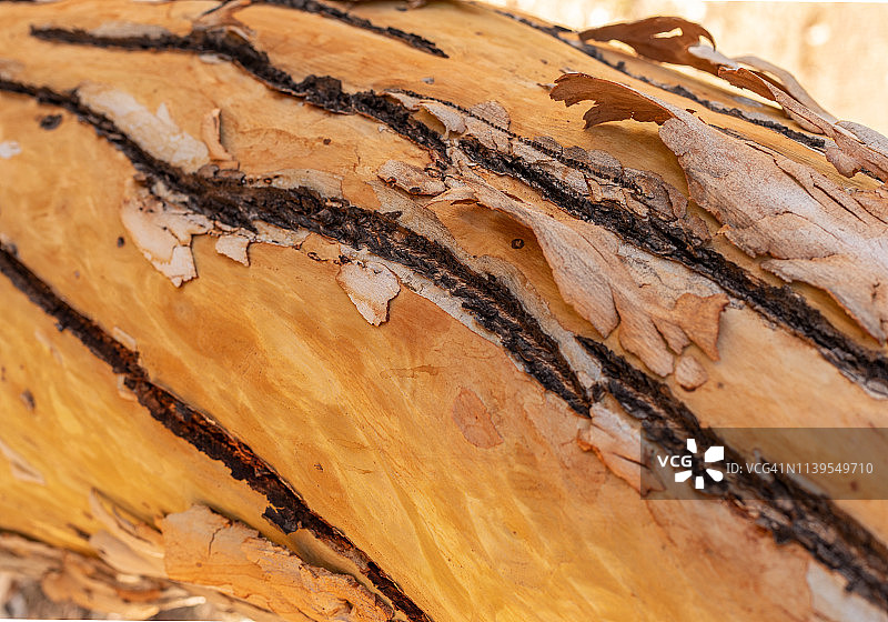 树皮照片图片素材