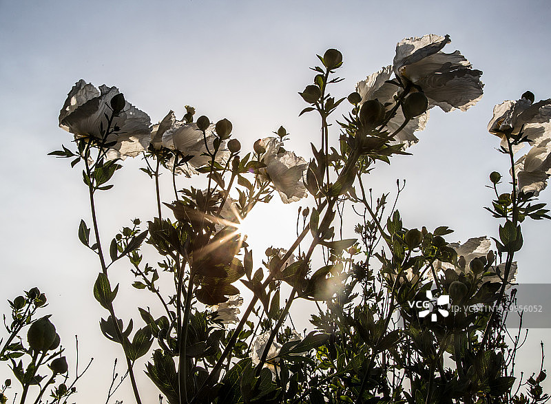 盛开的马蒂利哈罂粟花图片素材
