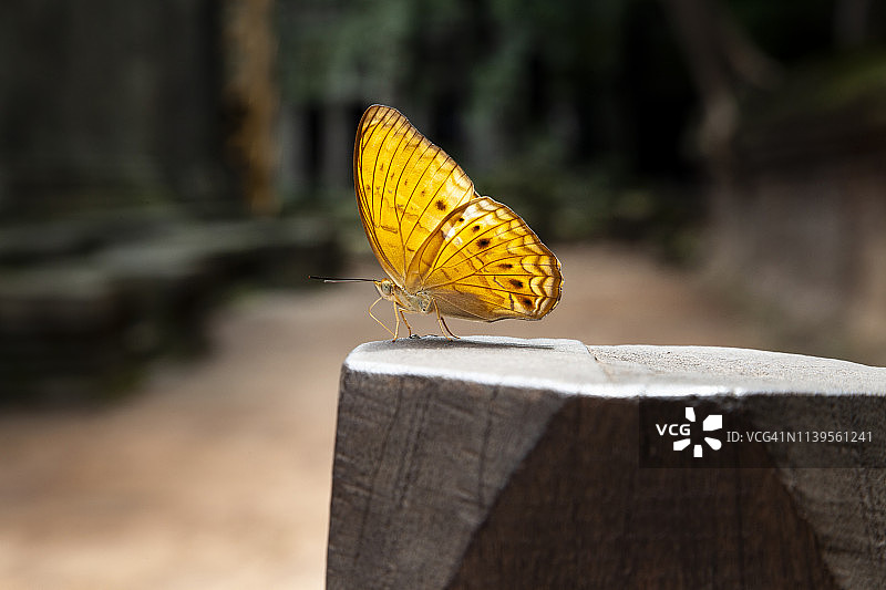 停在柱子上的黄色斑点蝴蝶图片素材