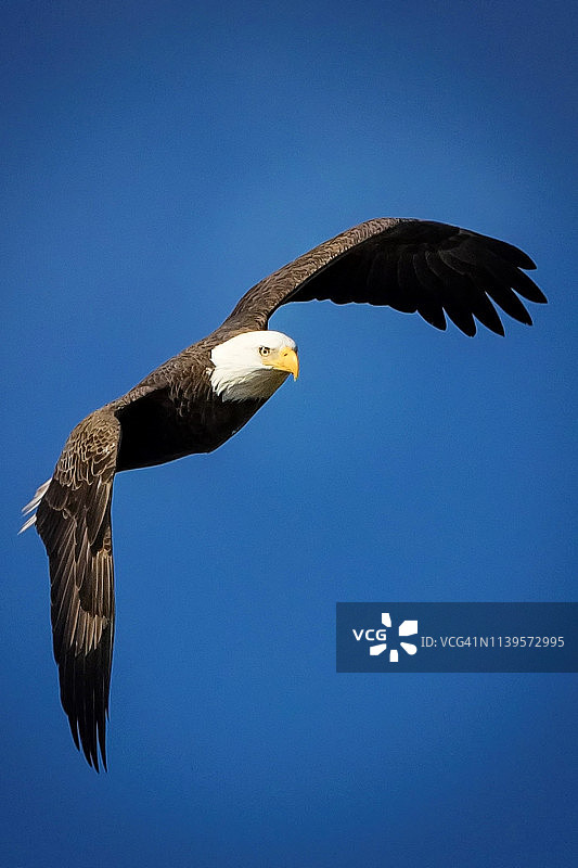 飞行中的秃鹰图片素材