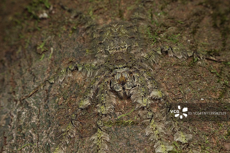 完美的伪装图片素材