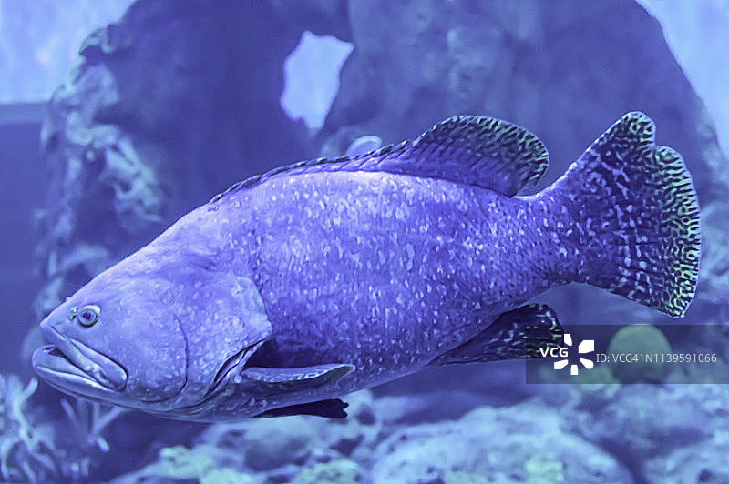 泰国海域的彩色鱼或鞍带石斑鱼和珊瑚图片素材