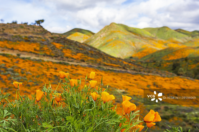 埃尔西诺湖山丘上盛开的加州罂粟花图片素材