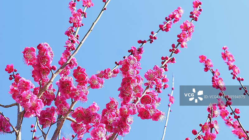 盛开的日本杏花图片素材