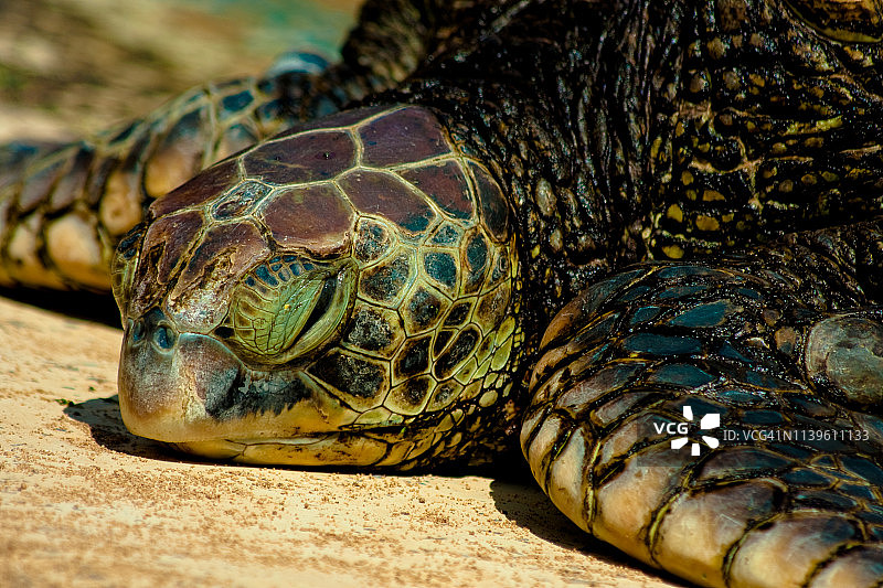 在夏威夷休息的绿海龟图片素材