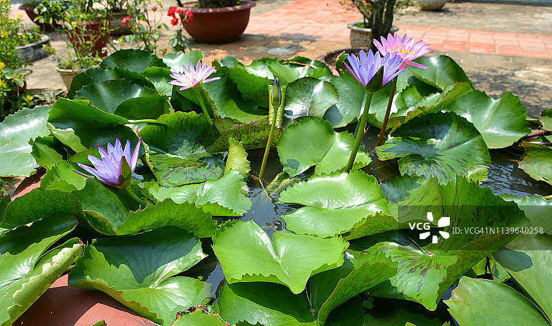 岘港大理石山莲花图片素材
