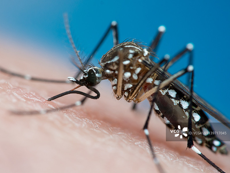 埃及伊蚊（黄热病蚊/登革热蚊）图片素材