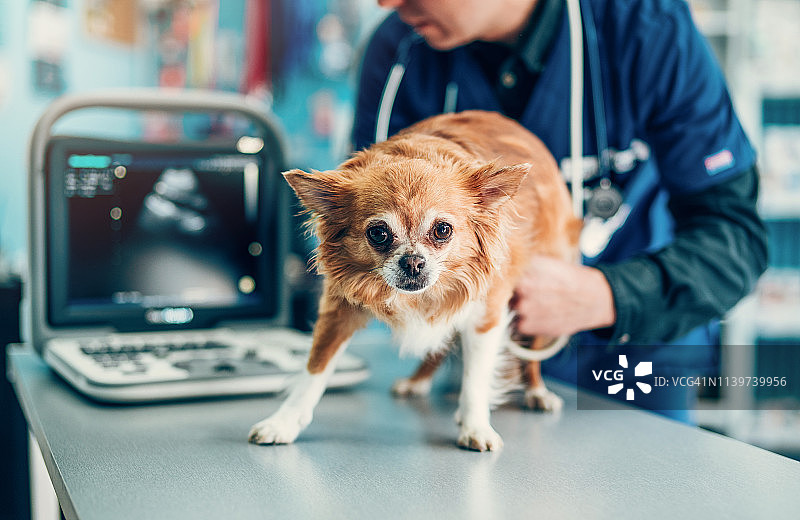 宠物犬在兽医诊所做超声波检查图片素材