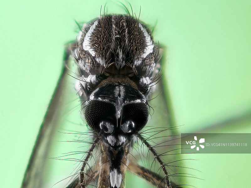 埃及伊蚊（又名：黄热病蚊）图片素材