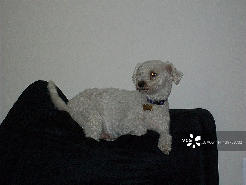 椅子上的比熊犬图片素材