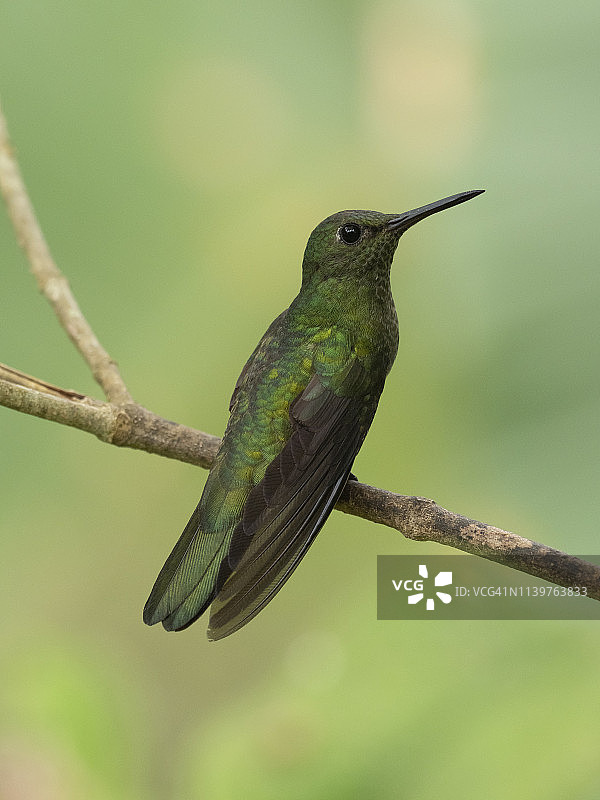 紫冠林 nymph图片素材