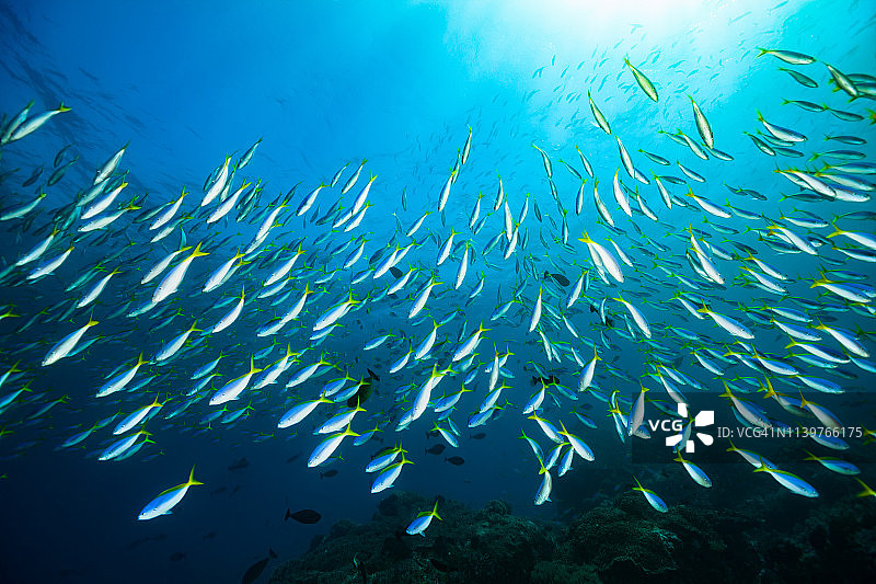 科莫多国家公园的黄蓝鱼群图片素材