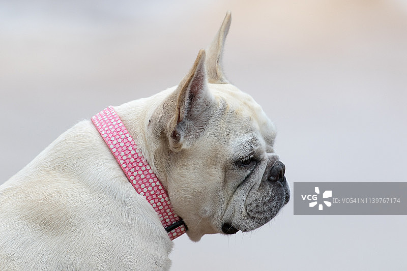 法国斗牛犬的海滩一日游图片素材