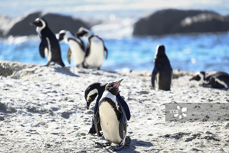 海滩上的企鹅图片素材