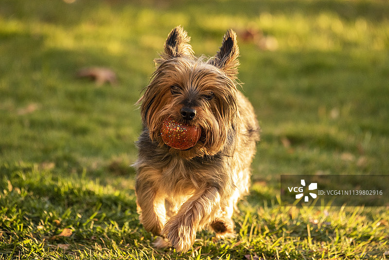 澳洲丝毛梗图片素材