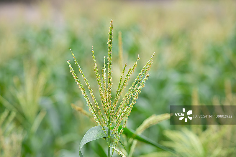 花园里的玉米花图片素材