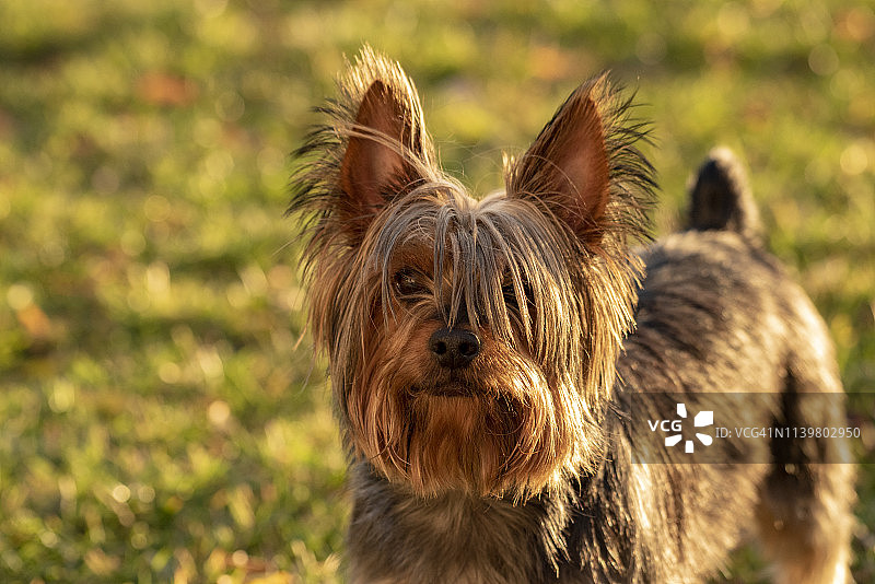 澳洲丝毛梗图片素材