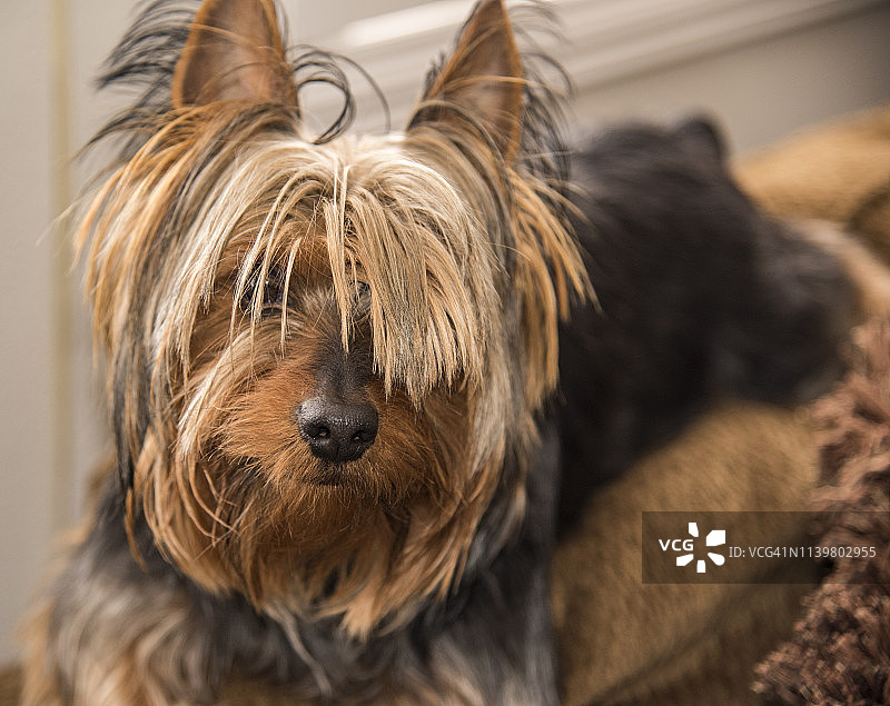 澳洲丝毛梗图片素材