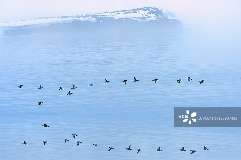 一群厚嘴海鸦飞越欧洲挪威的欣洛彭海峡图片素材