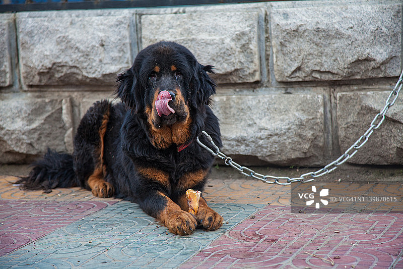 西藏藏獒图片素材