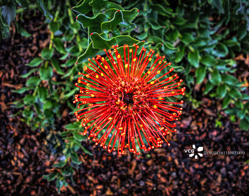 观赏松虫草花图片素材