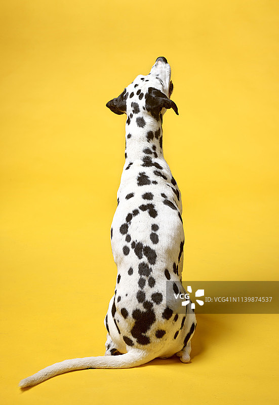 达尔马提亚犬图片素材