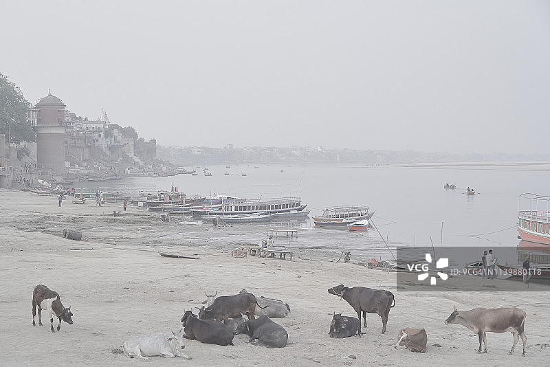 恒河上的奶牛图片素材