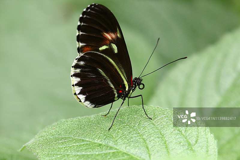 邮递员蝴蝶图片素材