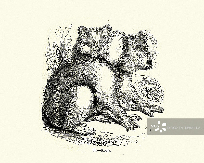 自然历史，有袋动物，考拉（Phascolarctos cinereus）图片素材