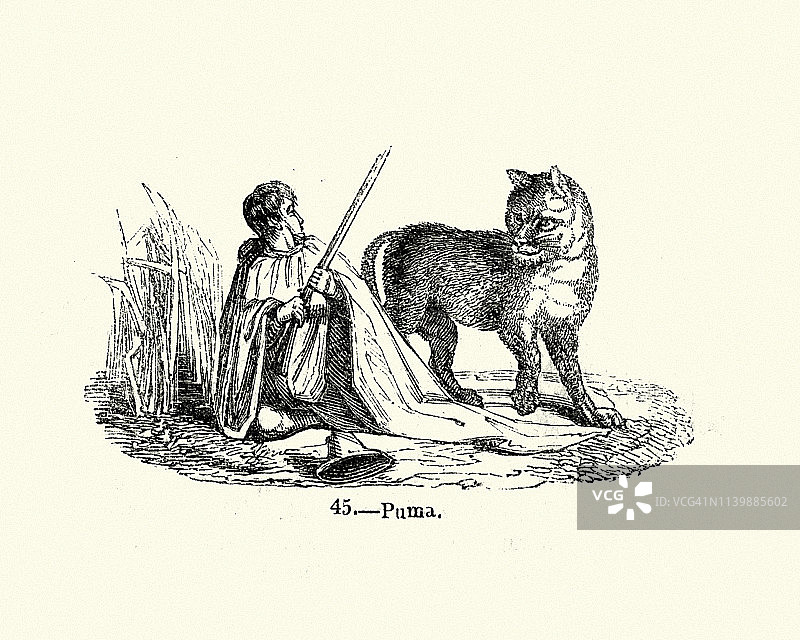 美洲狮攻击男人图片素材