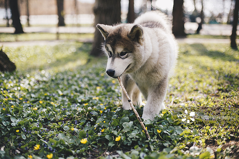 可爱的阿拉斯加雪橇犬幼犬图片素材